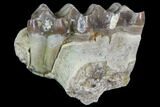 Oreodont Jaw Section With Teeth - South Dakota #81941-2
